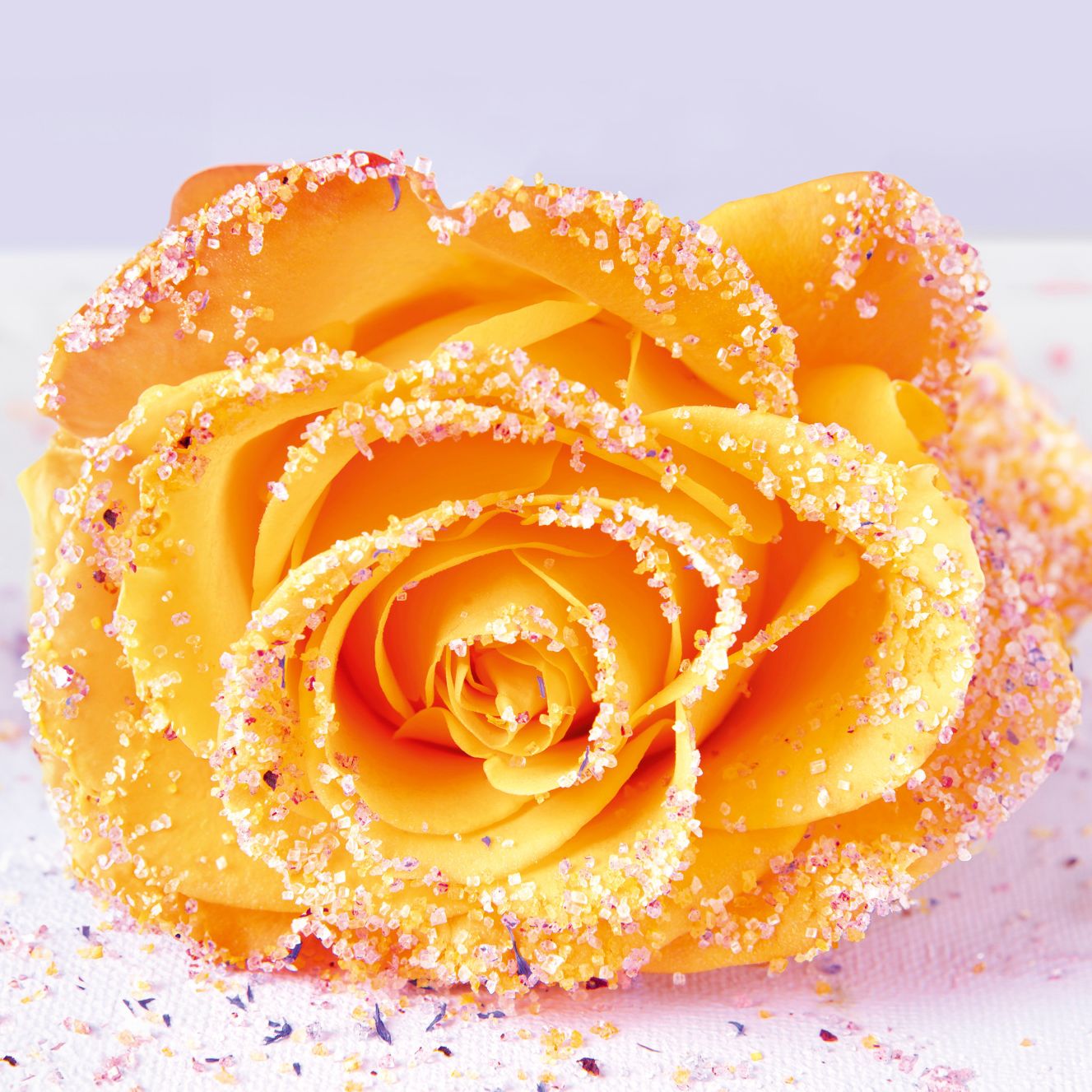 WIBERG Blütenzucker bunt in Rosa, Lila, Gelb und Orange – Aufnahme der Mischung auf dunkelgelber Rosenblüte.