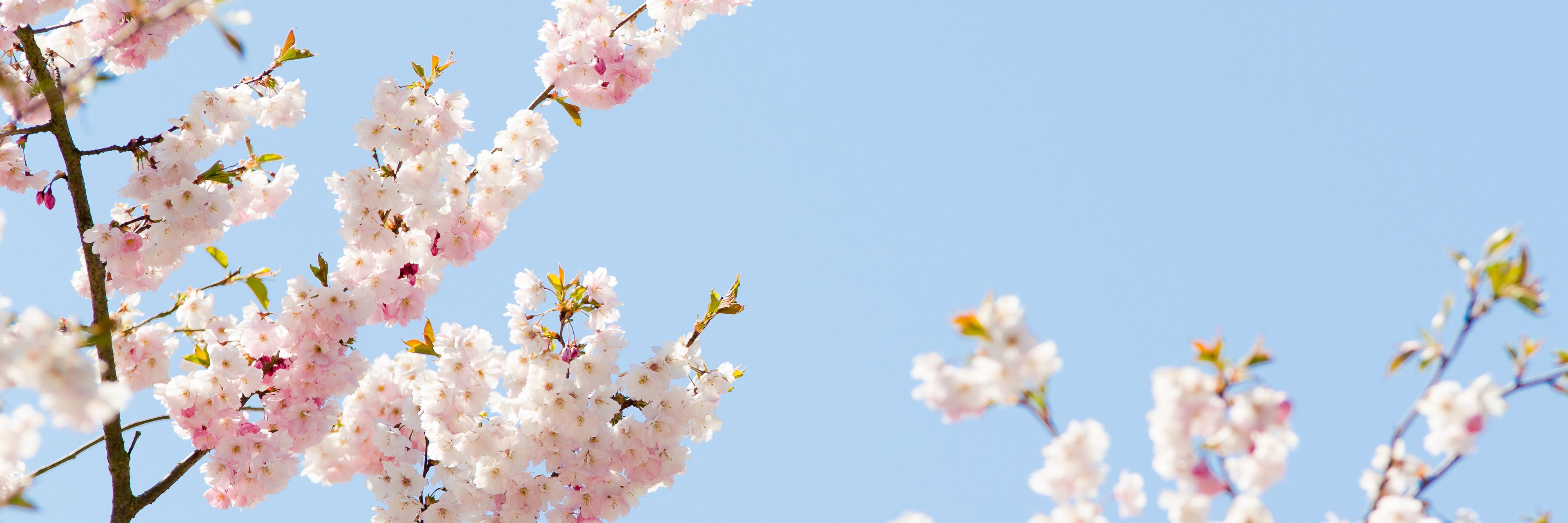 Zarte Kirschblüten vor blauem Himmel als Symbol für Frische, Leichtigkeit und saisonale Inspiration in der professionellen Küche – Markenbild von WIBERG für Profiköche