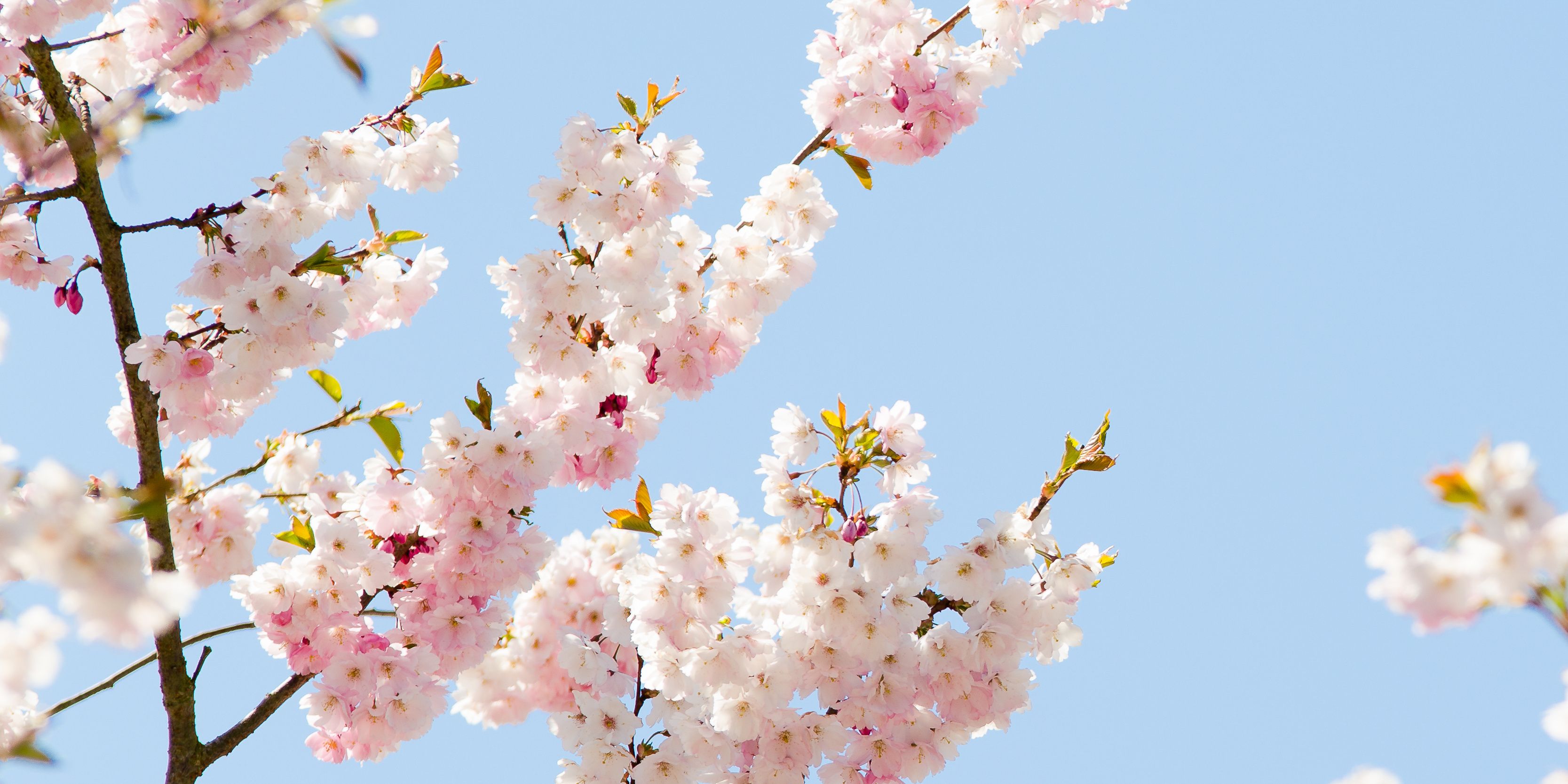 Zarte Kirschblüten vor blauem Himmel als Symbol für Frische, Leichtigkeit und saisonale Inspiration in der professionellen Küche – Markenbild von WIBERG für Profiköche