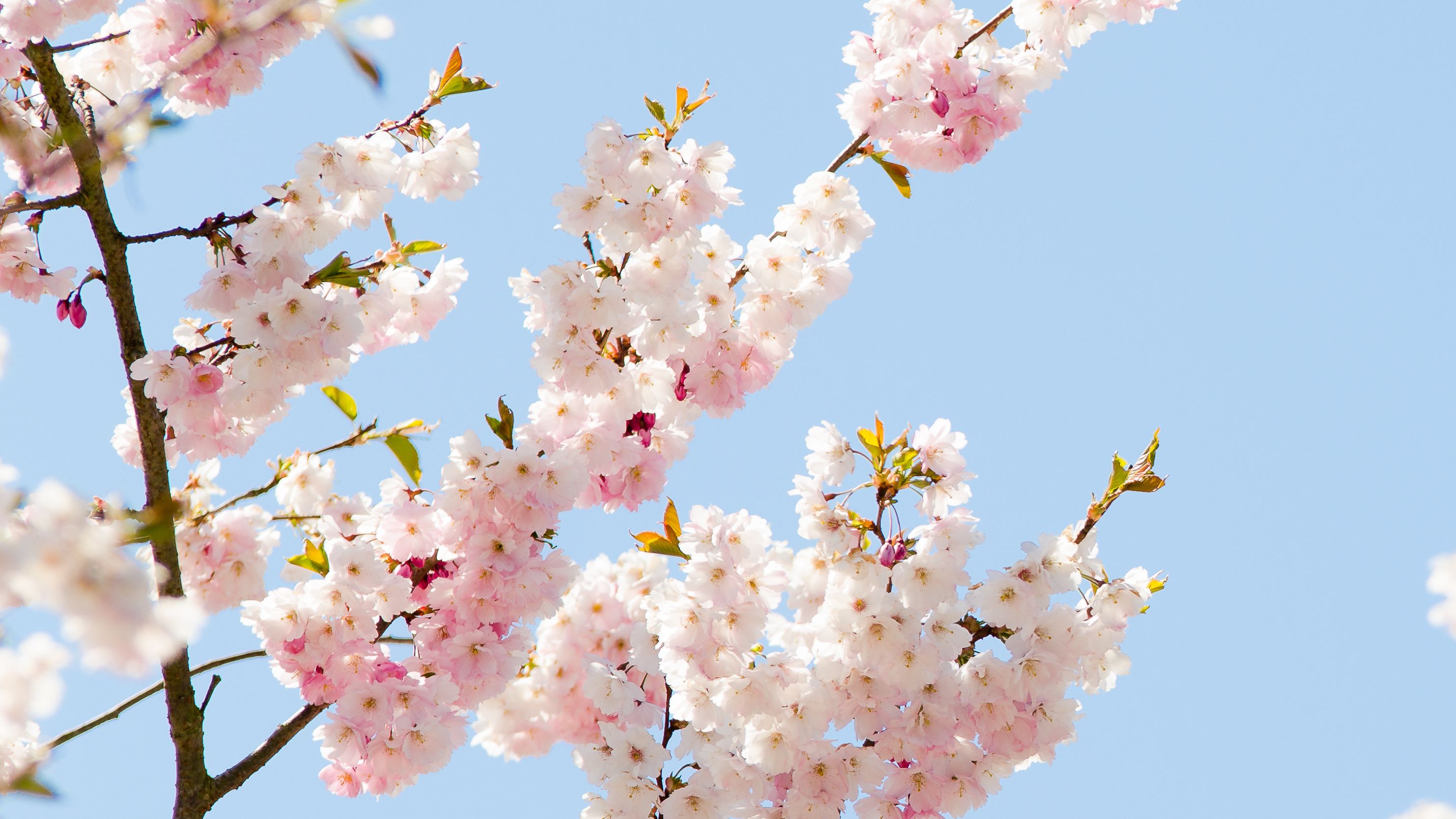 Zarte Kirschblüten vor blauem Himmel als Symbol für Frische, Leichtigkeit und saisonale Inspiration in der professionellen Küche – Markenbild von WIBERG für Profiköche