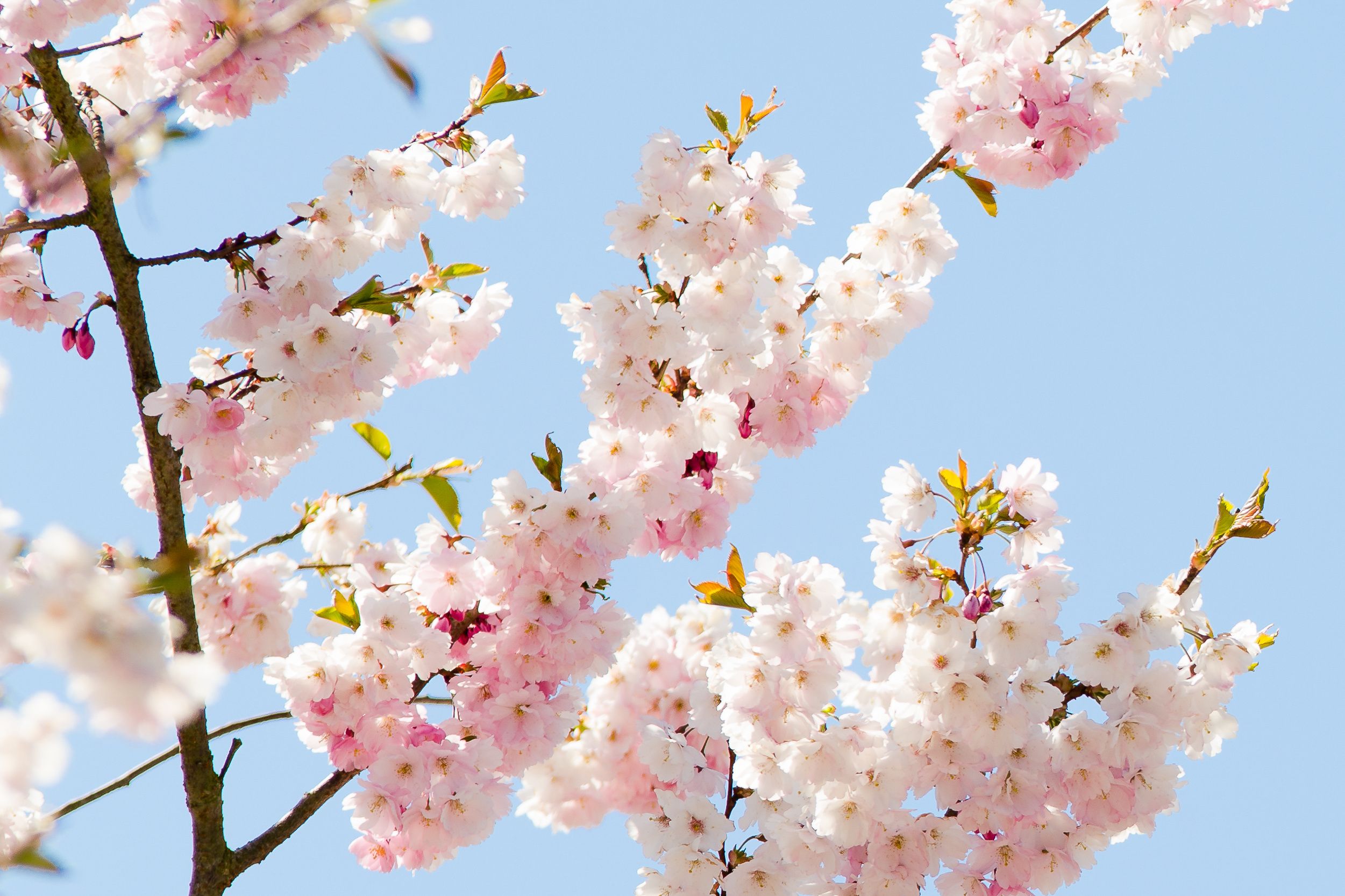 Zarte Kirschblüten vor blauem Himmel als Symbol für Frische, Leichtigkeit und saisonale Inspiration in der professionellen Küche – Markenbild von WIBERG für Profiköche