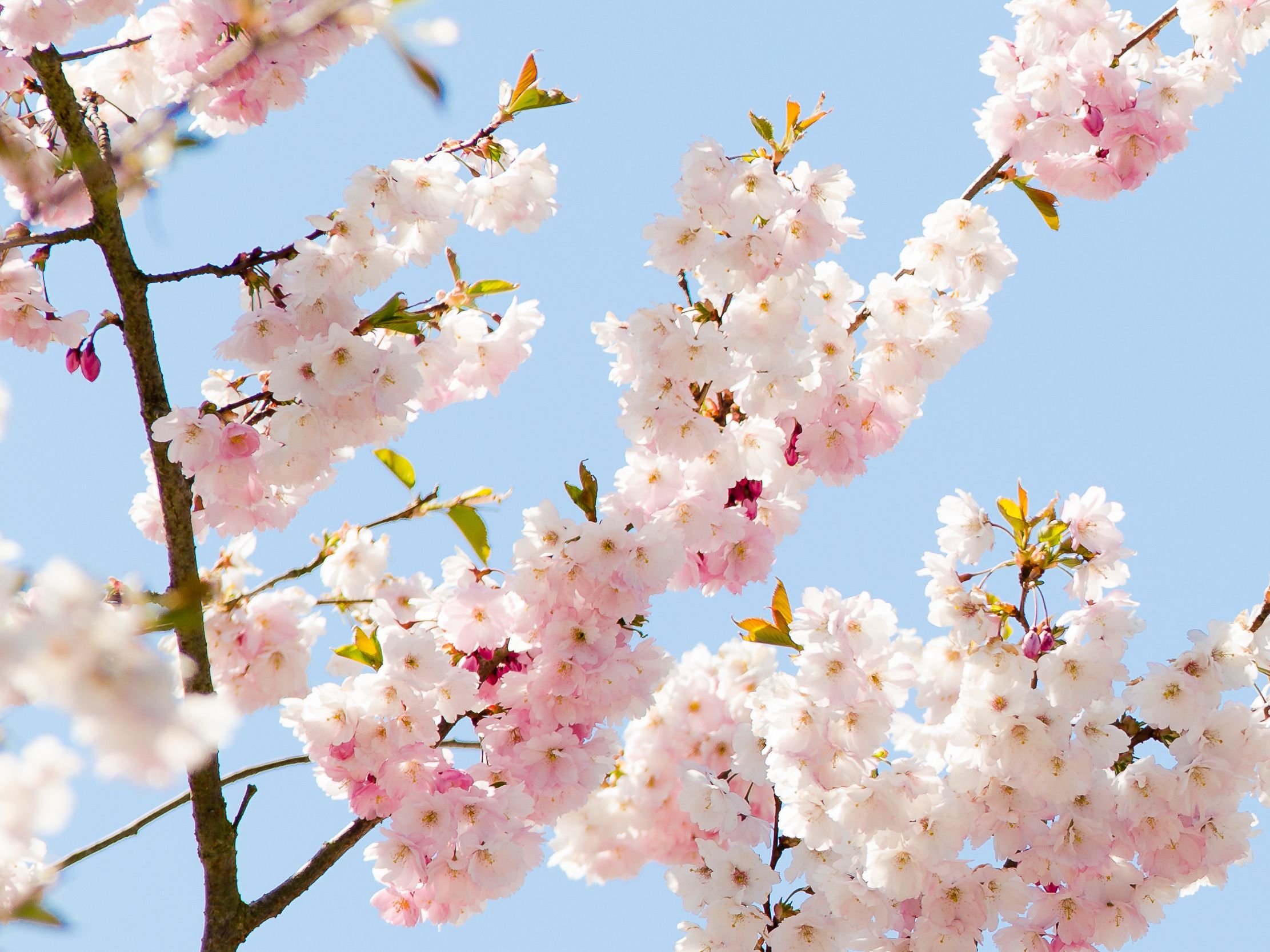 Zarte Kirschblüten vor blauem Himmel als Symbol für Frische, Leichtigkeit und saisonale Inspiration in der professionellen Küche – Markenbild von WIBERG für Profiköche