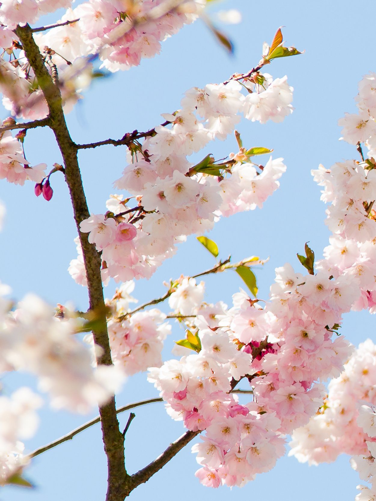 Zarte Kirschblüten vor blauem Himmel als Symbol für Frische, Leichtigkeit und saisonale Inspiration in der professionellen Küche – Markenbild von WIBERG für Profiköche