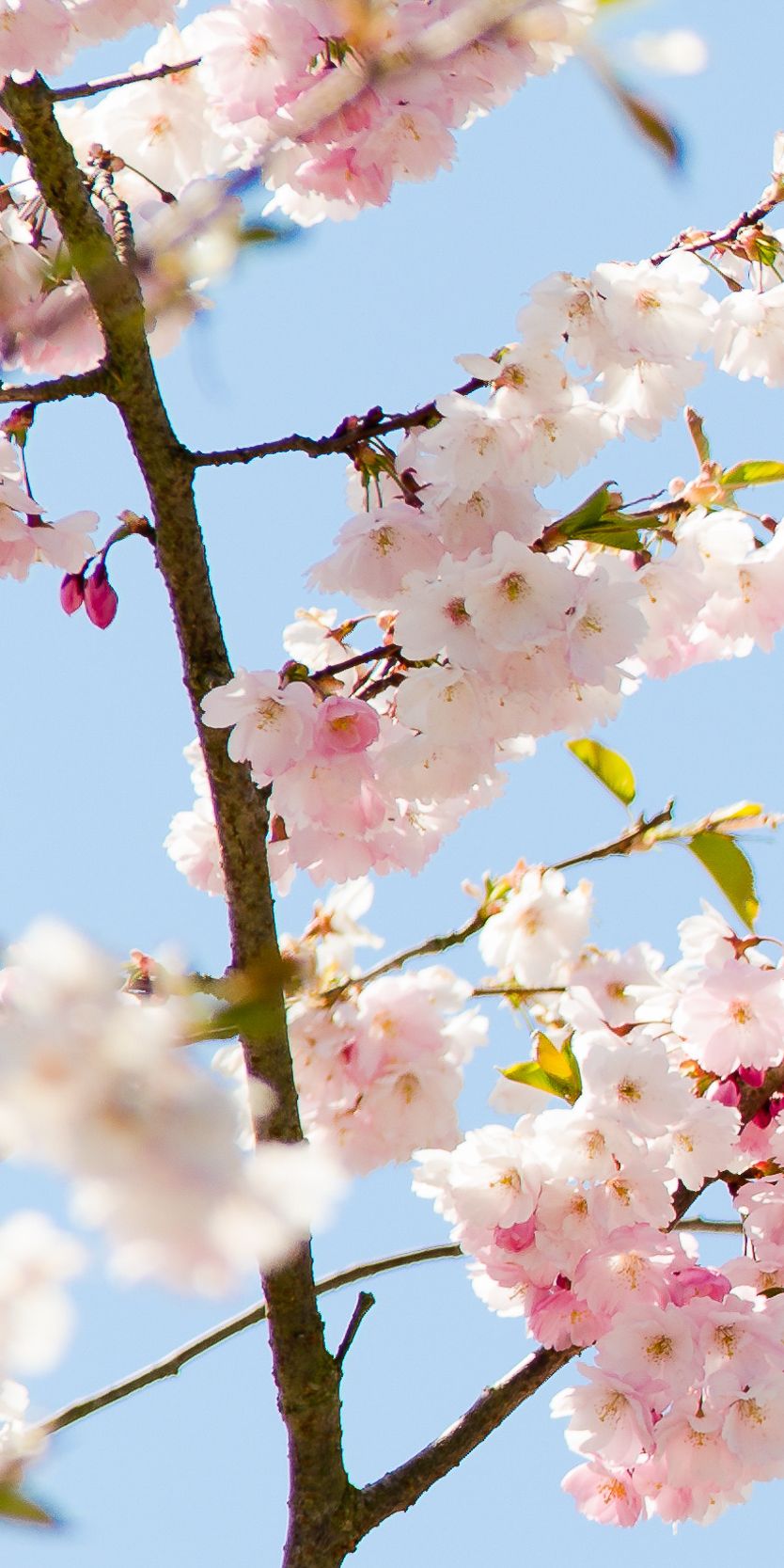 Zarte Kirschblüten vor blauem Himmel als Symbol für Frische, Leichtigkeit und saisonale Inspiration in der professionellen Küche – Markenbild von WIBERG für Profiköche