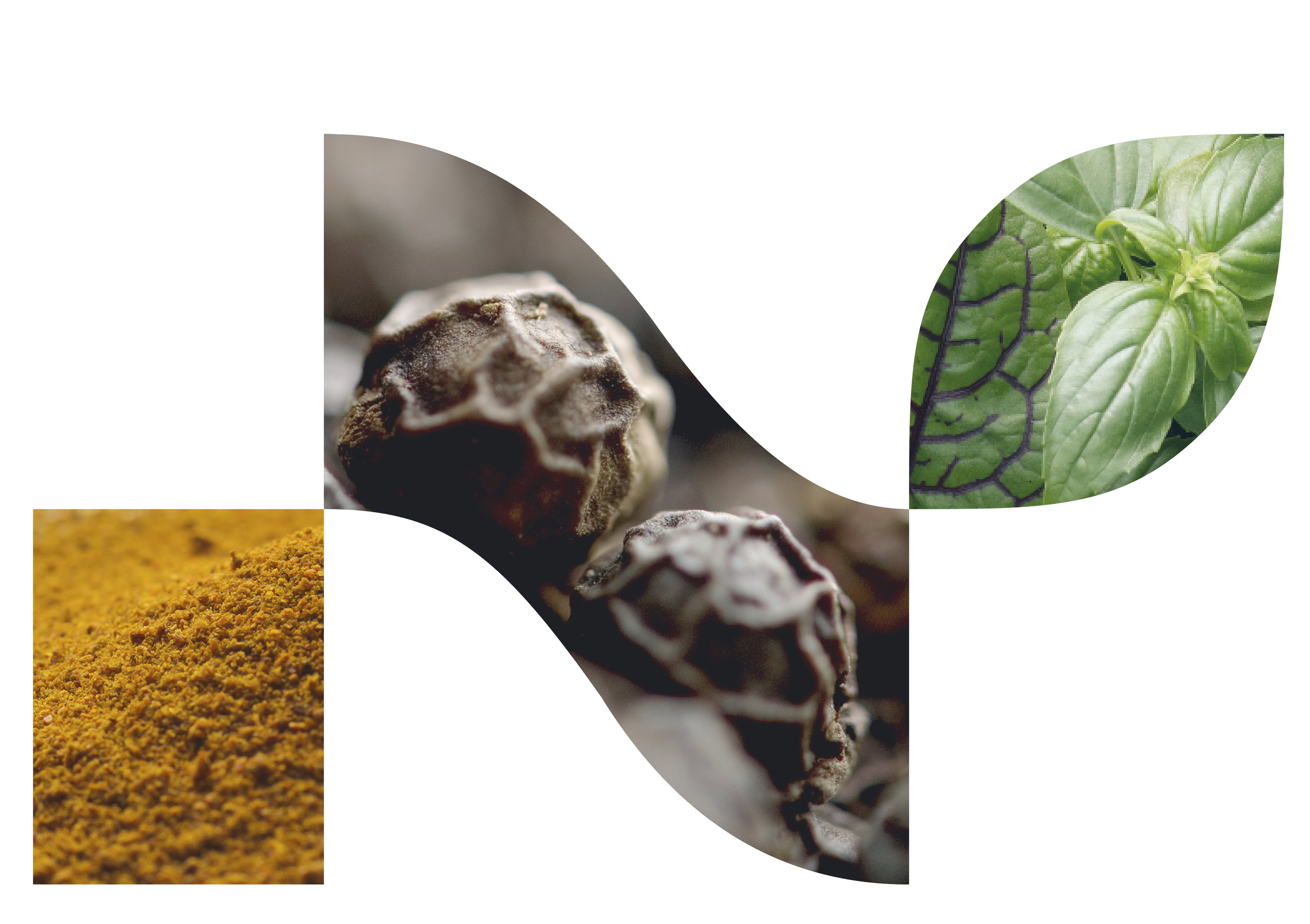 Stilisiertes „N“ des NovaTaste Logos, aufgebaut aus drei Segmenten mit gelber Gewürzmischung, dunkelbraunem Gewürz und grünem Kräuterbild.