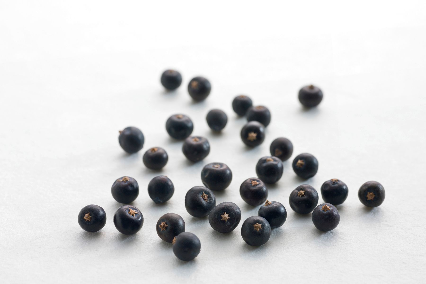 Dunkle Wacholderbeeren vor weißem Hintergrund