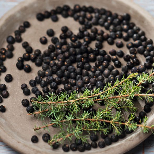 Wacholderbeeren auf einem grauen Teller mit frischen Wacholderzweigen