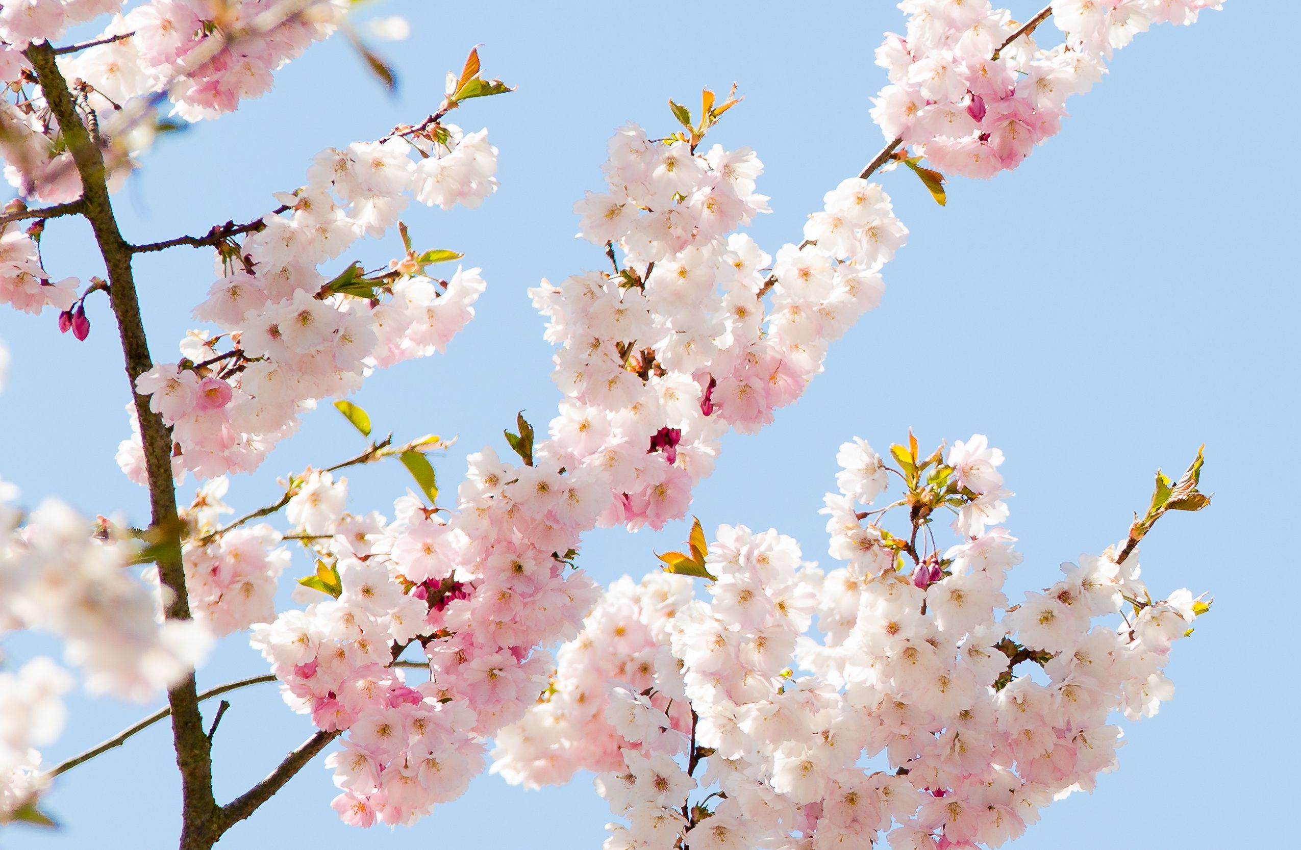 Zarte Kirschblüten vor blauem Himmel als Symbol für Frische, Leichtigkeit und saisonale Inspiration in der professionellen Küche – Markenbild von WIBERG für Profiköche
