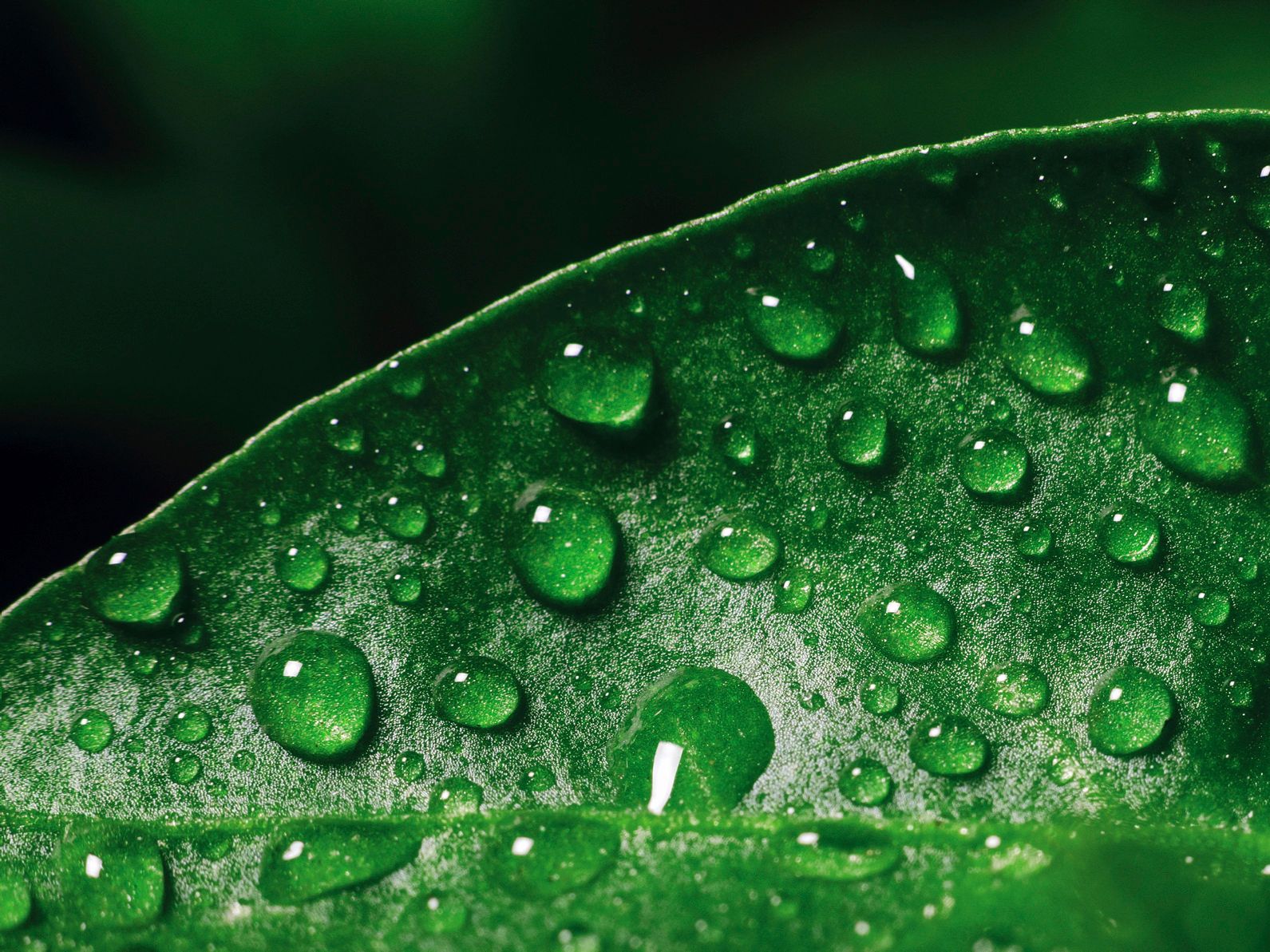 Makroaufnahme eines grünen Blattes mit Wassertropfen als Symbol für Nachhaltigkeit und ESG bei NovaTaste.