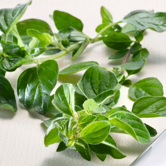 Frischer Oregano mit einem Messer auf einem weißen Tuch und gelbem Untergrund