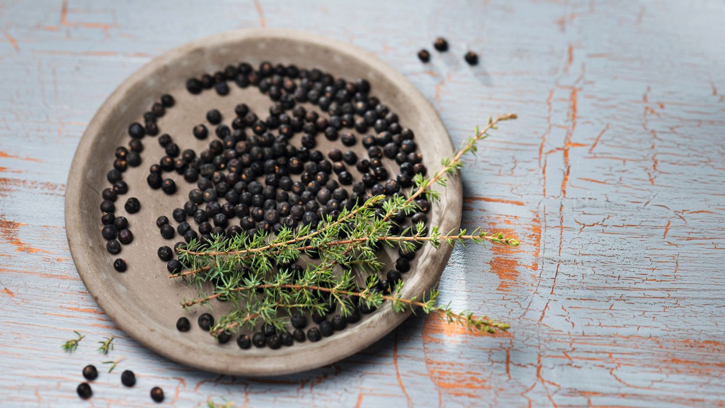 Wacholderbeeren auf einem grauen Teller mit frischen Wacholderzweigen